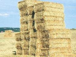 T�rkiye tarihinde ilk kez saman ithal edecek