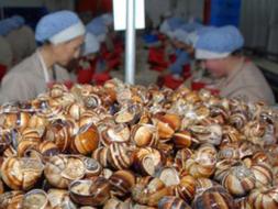 Y�ll�k ihracat geliri 8 milyon dolar